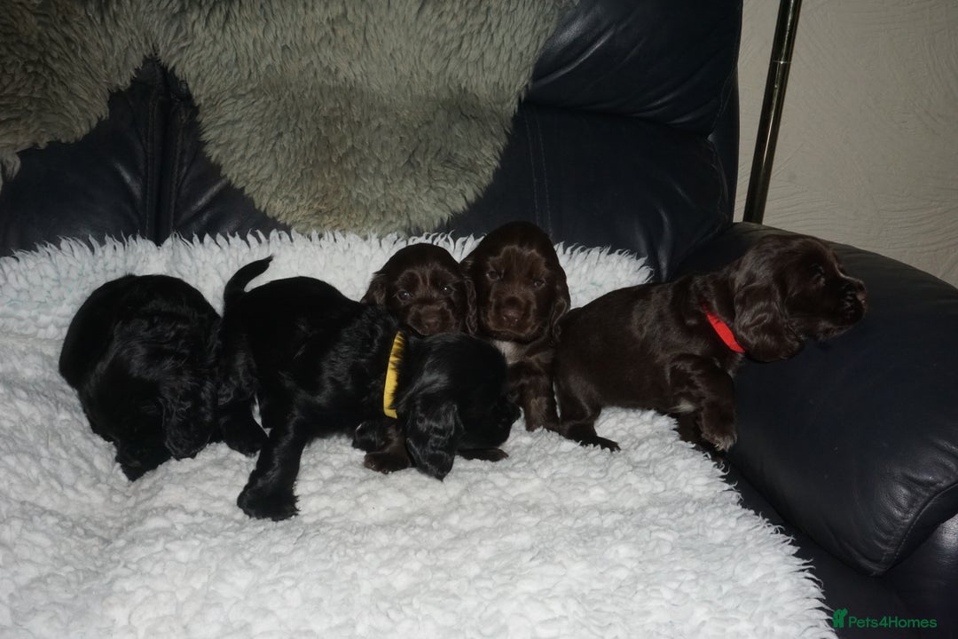 Cocker Spaniel dogs for sale: KC Reg Show Type Cocker Spaniel Puppies - Advert 1
