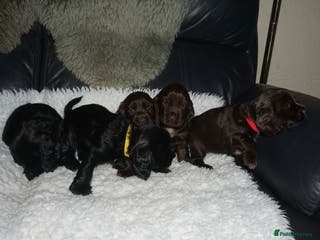 Cocker Spaniel dogs KC Reg Show Type Cocker Spaniel Puppies - Advert 1