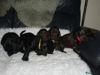 Cocker Spaniel dogs KC Reg Show Type Cocker Spaniel Puppies - Advert 11