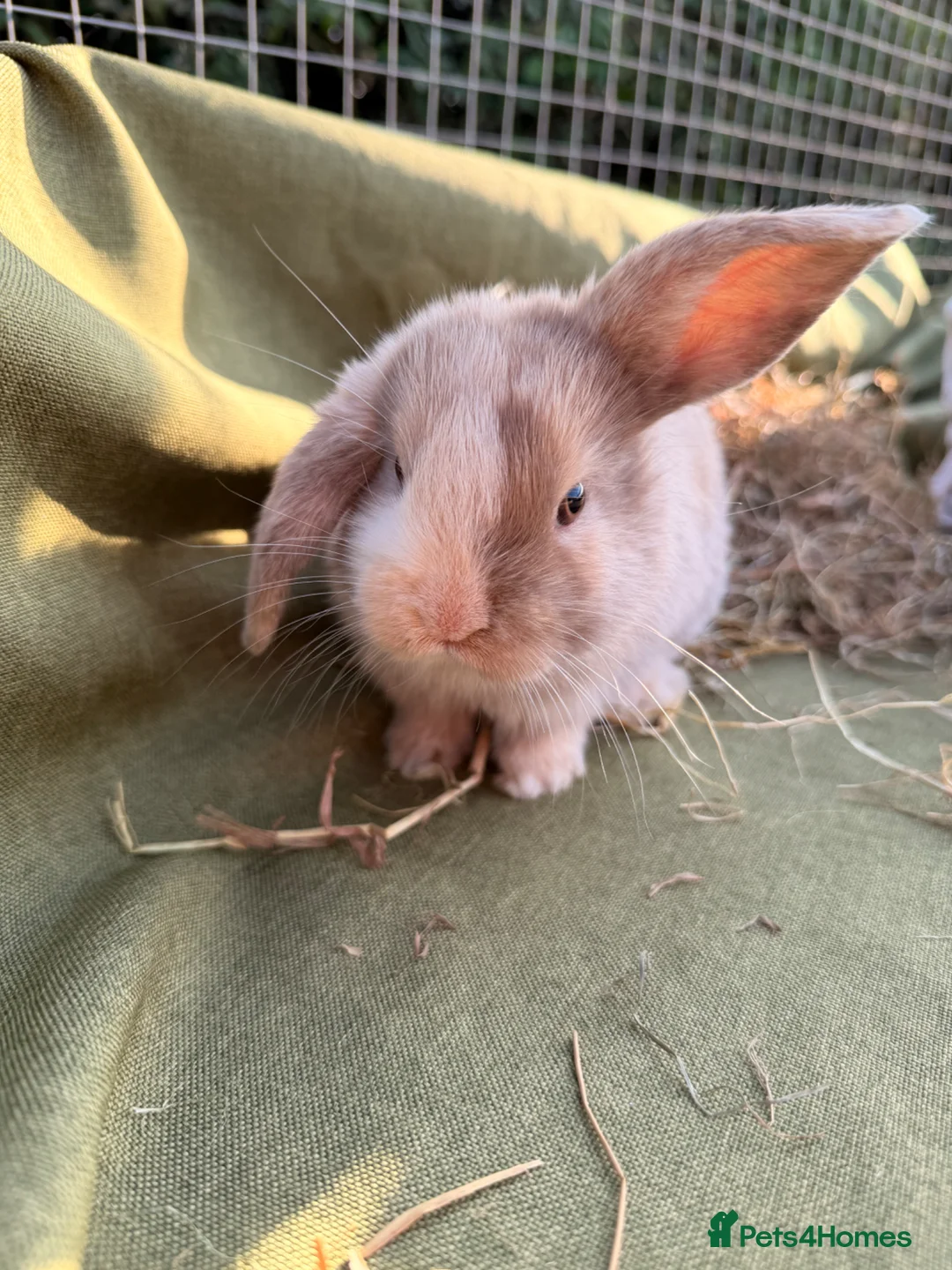 Mini Lop rabbits for sale: *Mini Lop Babies  - Advert 34