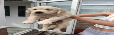 Golden Retriever 2