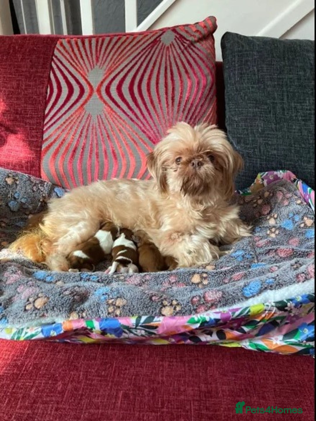 Shih Tzu dogs for sale: only 1 female purebred shih tzu pup left - Advert 5