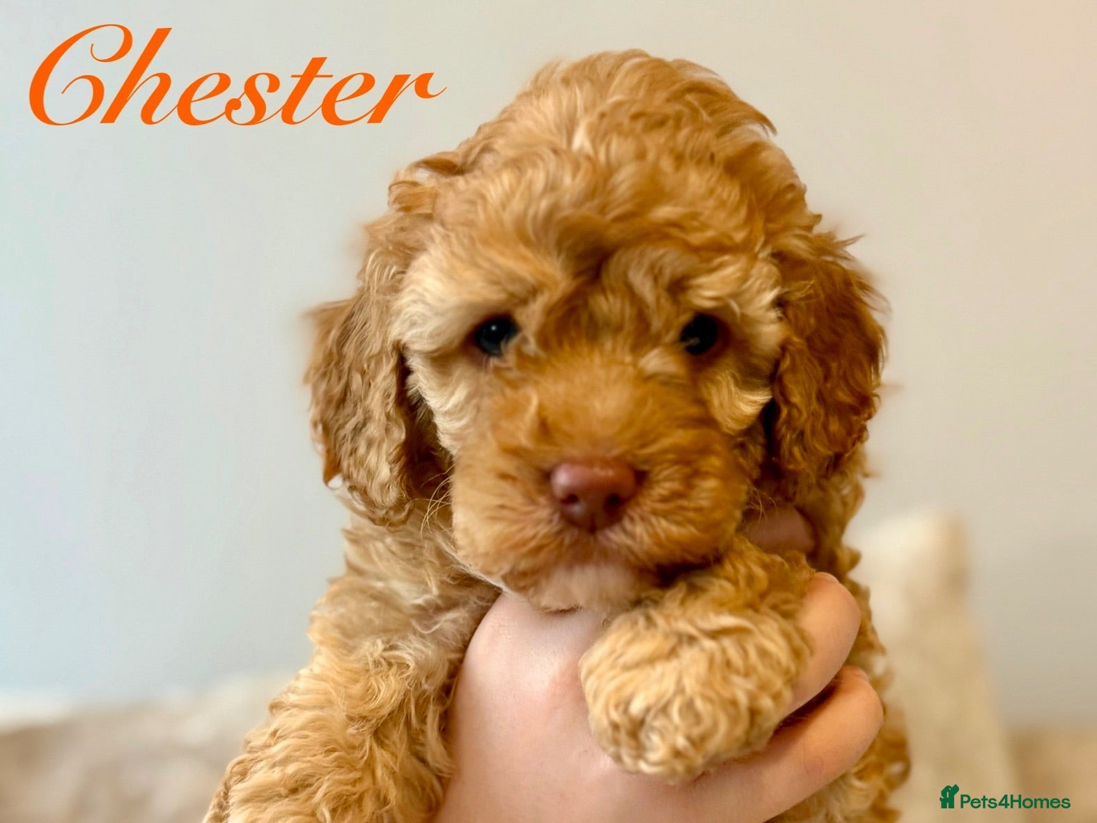 Labradoodle dogs 🐾 Health Tested F1B Mini Labradoodle Puppies 🐾 - Advert 1