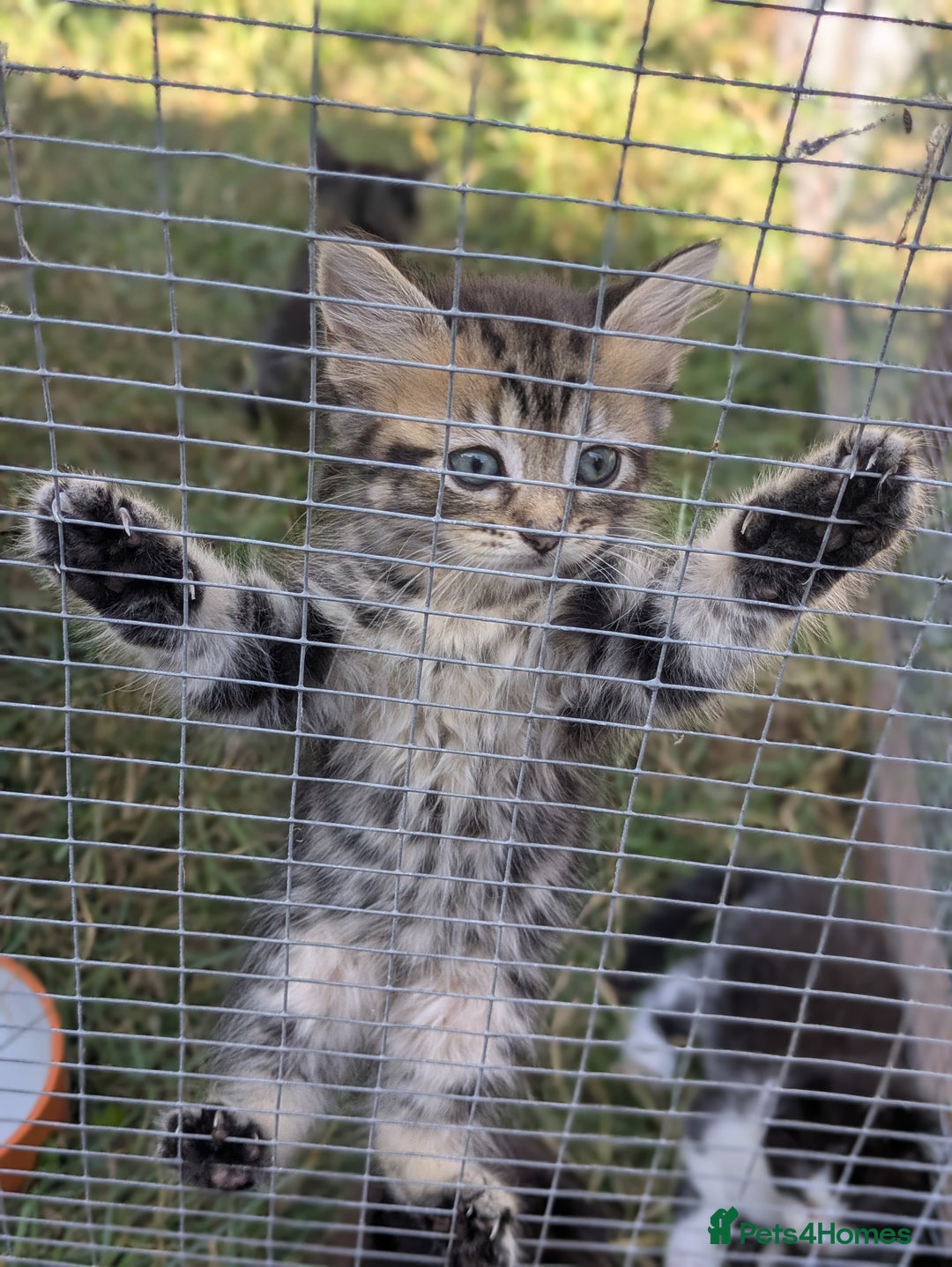 Maine Coon cats for sale: Silver tabby fluffy Maine coon - Image 1