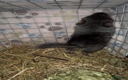 Chinchilla rodents for sale: { Still available female med ebony kit )  £80  - Image 4