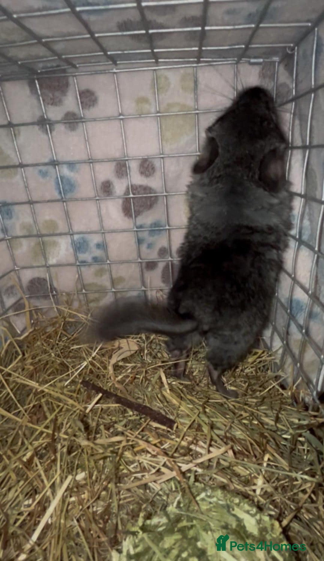 Chinchilla rodents for sale: { Still available female med ebony kit )  £80  - Image 4