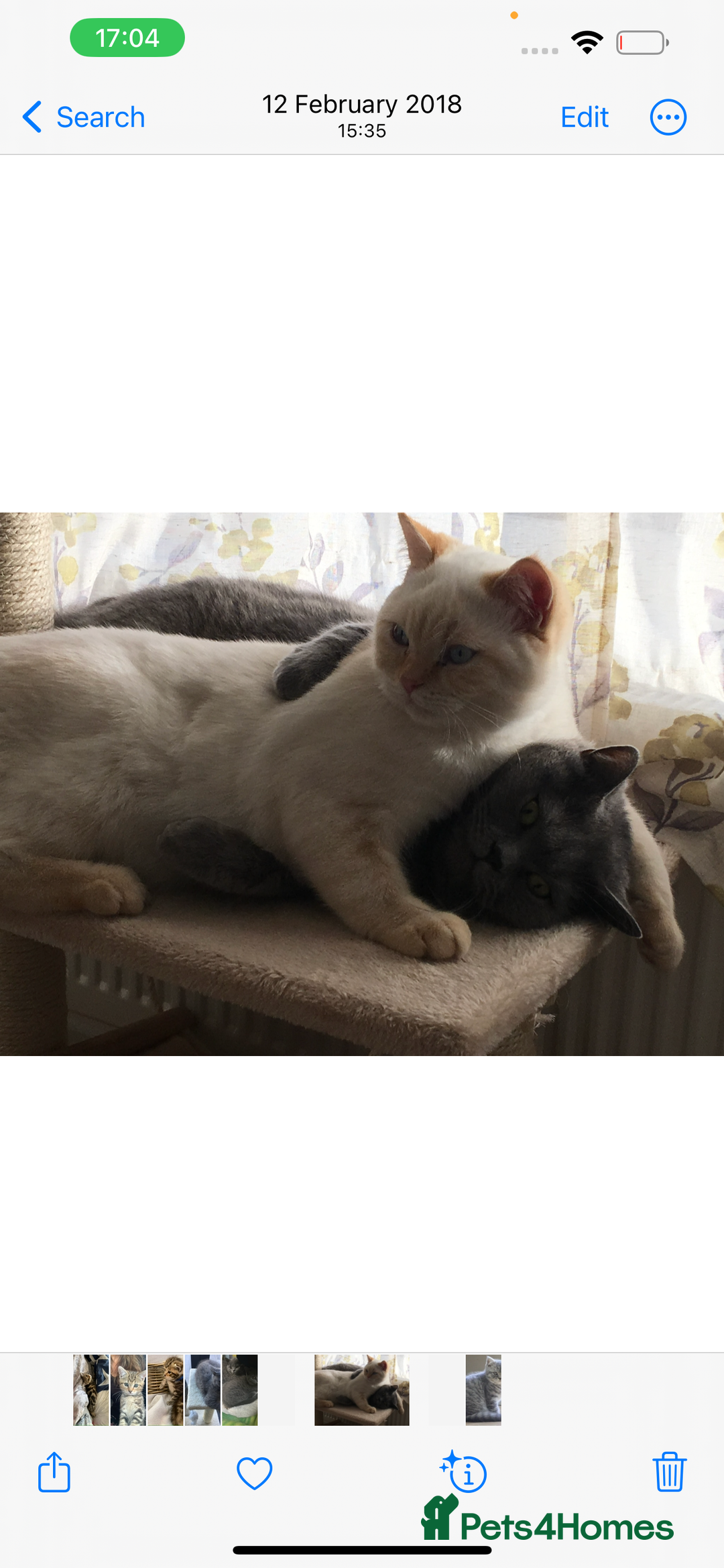 British Shorthair cats for sale: Golden British Shorthair Male - Image 8