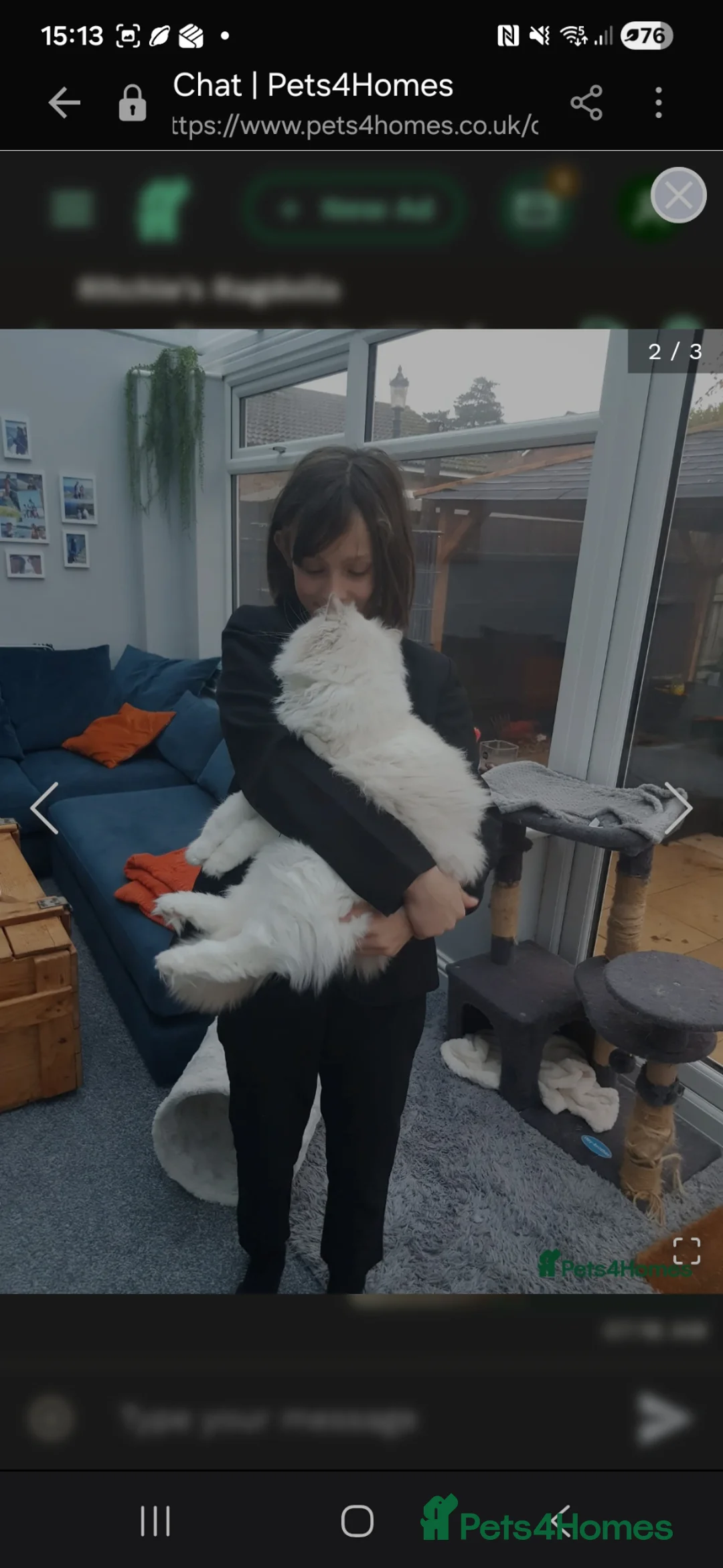 Ragdoll cats for sale: Blue point and white bicolour male ragdoll ACTIVE - Advert 2