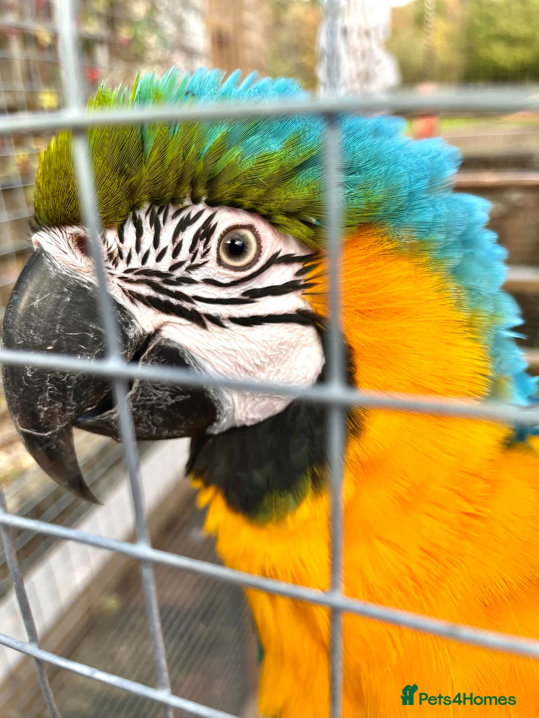 Macaws birds for sale: Beautiful Blue and Gold Macaw  in Cinderford - Advert 1
