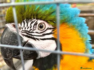 Macaws birds Beautiful Blue and Gold Macaw - Advert 6