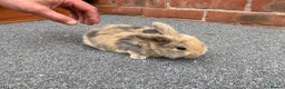 Mini Lop rabbits for sale: STUNNING PURE BREED MINI LOPS AMAZING COLOURS  - Advert 3