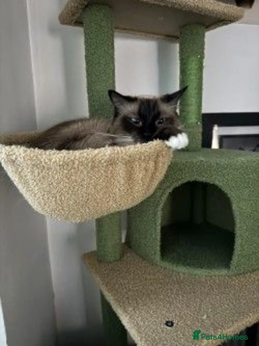 Ragdoll cats for sale: 4yr old ragdoll female looking for her new home - Advert 2