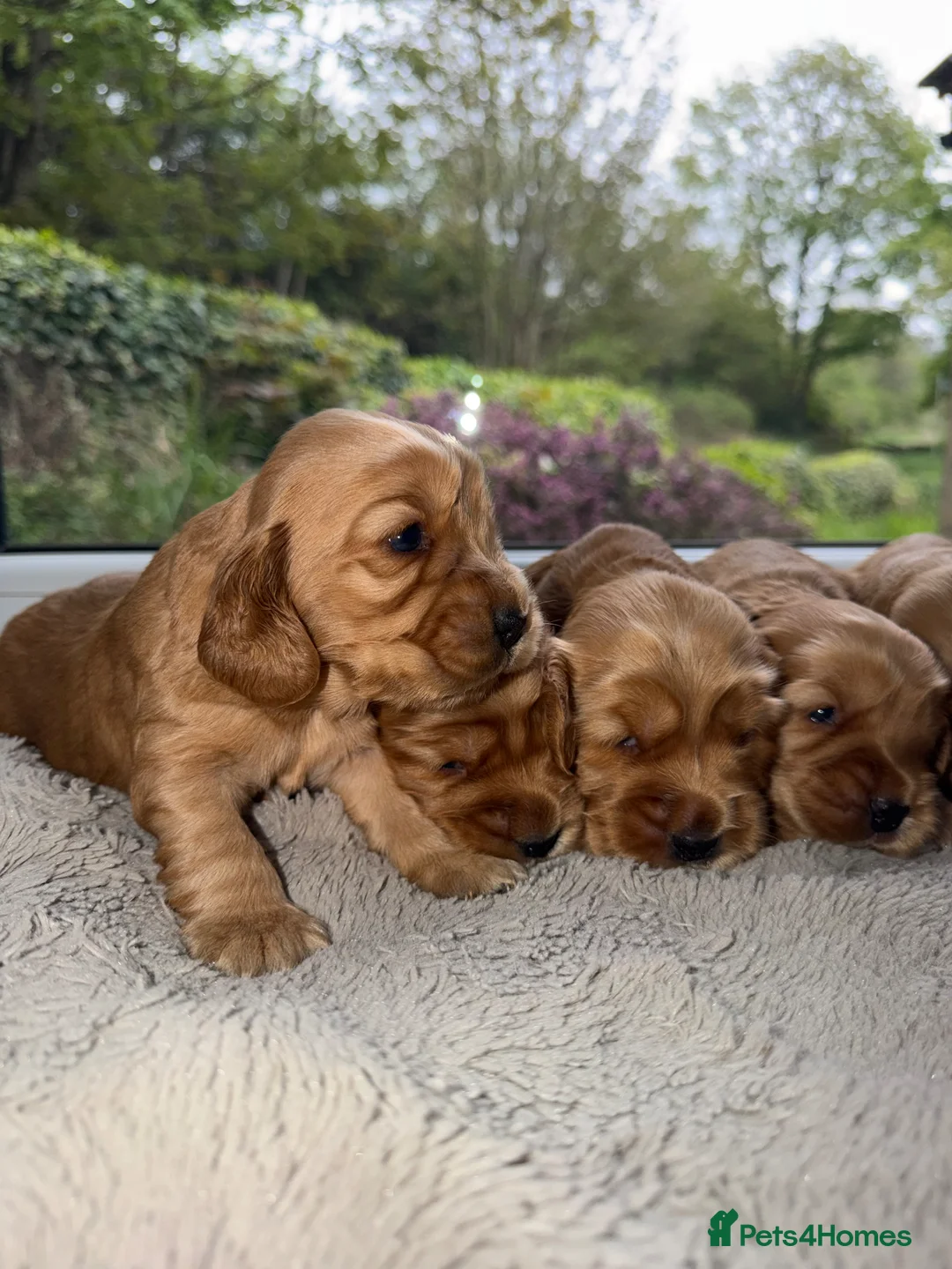 Cocker Spaniel dogs for sale: KC REG SHOW TYPE GOLDEN COCKER SPANIELS  - Advert 2