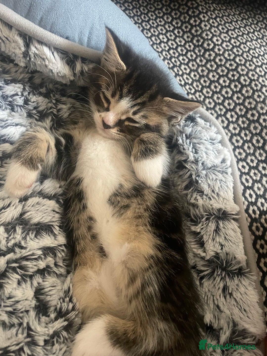Mixed Breed cats for sale: 6 kittens for sale  - Image 22