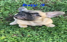 French Bulldog dogs for sale: 🐶3 french bulldogs left, price reduced £500🐶 - Image 12