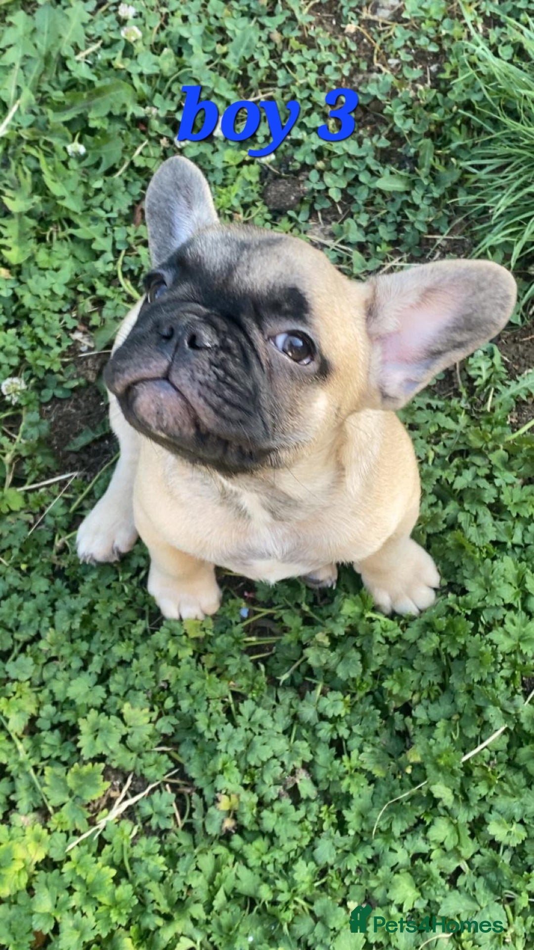 French Bulldog dogs for sale: 🐶3 french bulldogs left, price reduced £500🐶 - Image 12