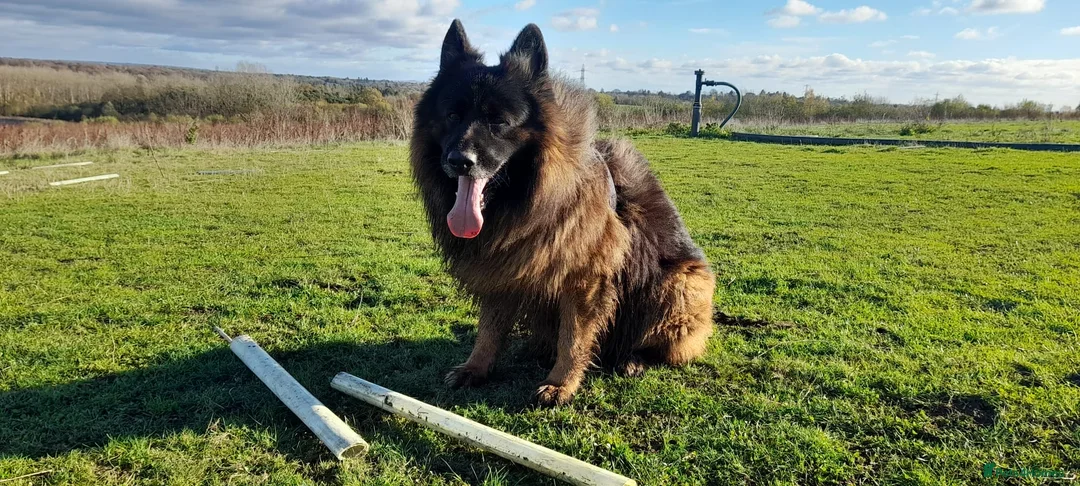 German Shepherd dogs for sale: German Shepherd looking for a loving forever home - Advert 5