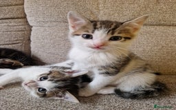 Mixed Breed cats for sale: 4 beautiful kittens available Saturday 22nd - Advert 5