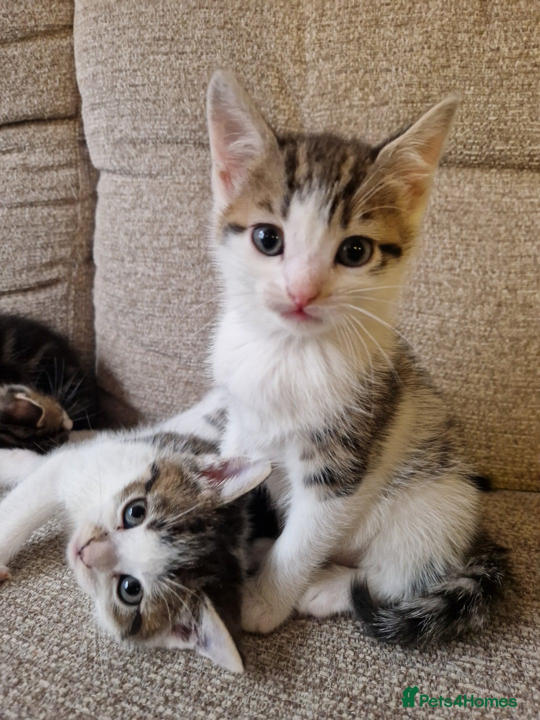 Mixed Breed cats for sale: 4 beautiful kittens available Saturday 22nd - Advert 5