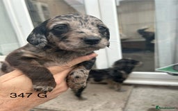 Labradoodle dogs for sale: 7 beautiful Labradoodle puppies available  - Image 25
