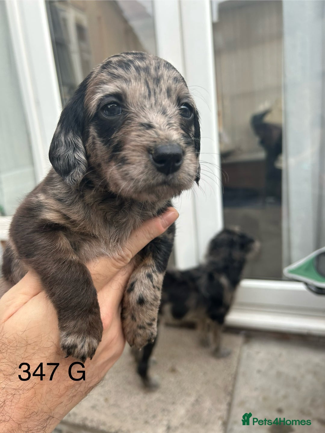 Labradoodle dogs for sale: 7 beautiful Labradoodle puppies available  - Image 25