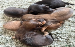 Miniature Dachshund dogs for sale: Exceptional mini long pups  - Image 7