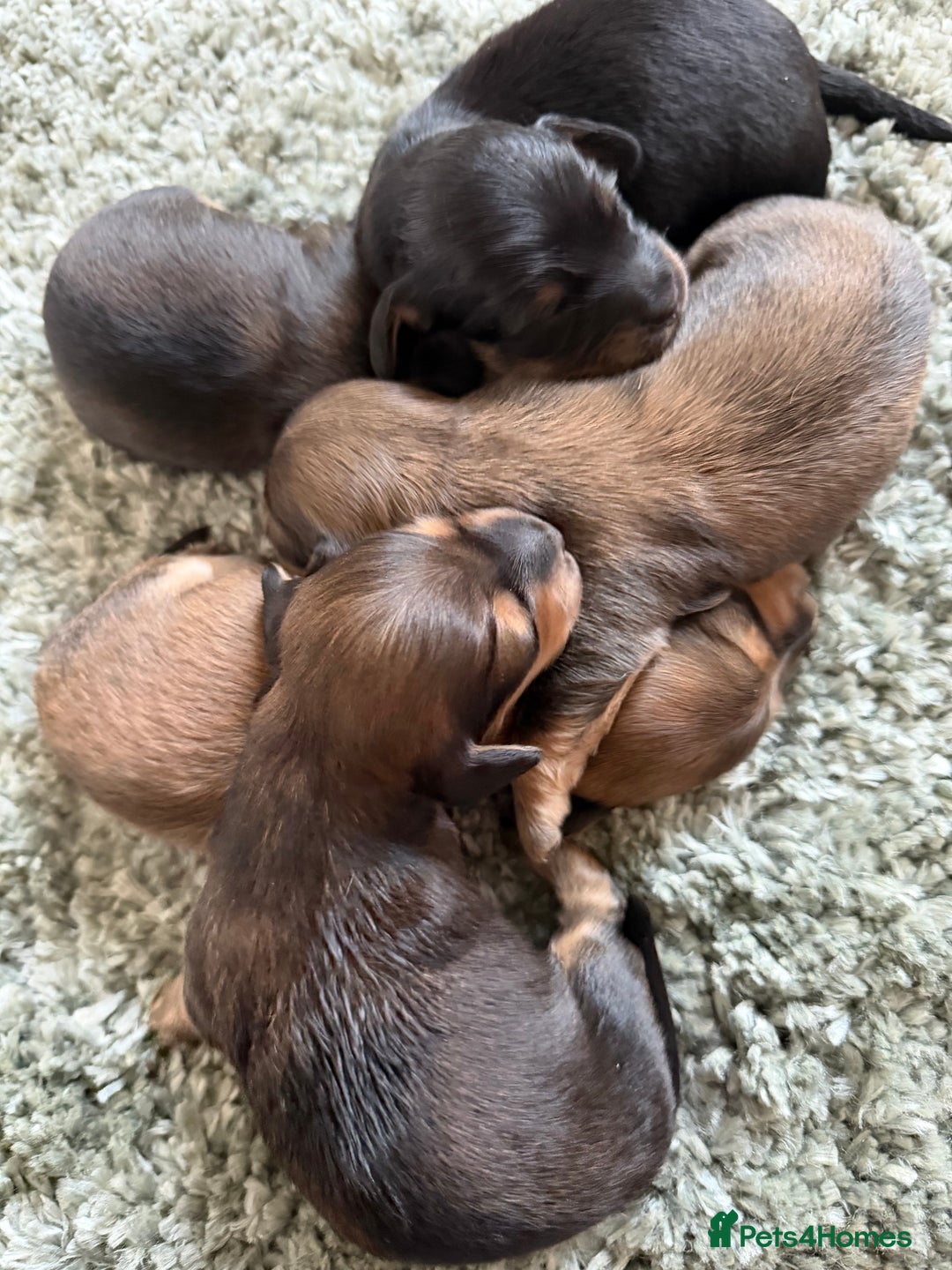 Miniature Dachshund dogs for sale: Exceptional mini long pups  - Image 7