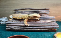 Bearded Dragon reptiles for sale: Bearded dragon - Advert 6