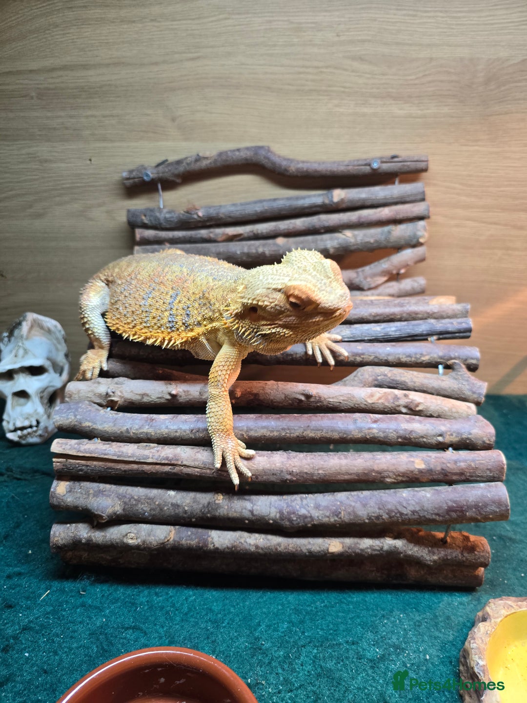 Bearded Dragon reptiles for sale: Bearded dragon - Advert 6