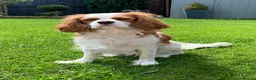 Cavalier King Charles Spaniel dogs for sale: Cavalier King Charles Spaniel KC Puppies - Advert 14
