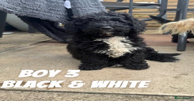 Toy Poodle dogs - Advert 10