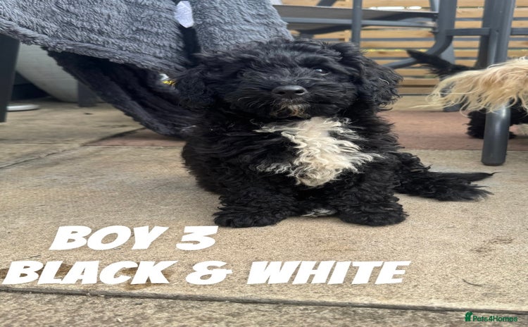 Toy Poodle dogs - Advert 1