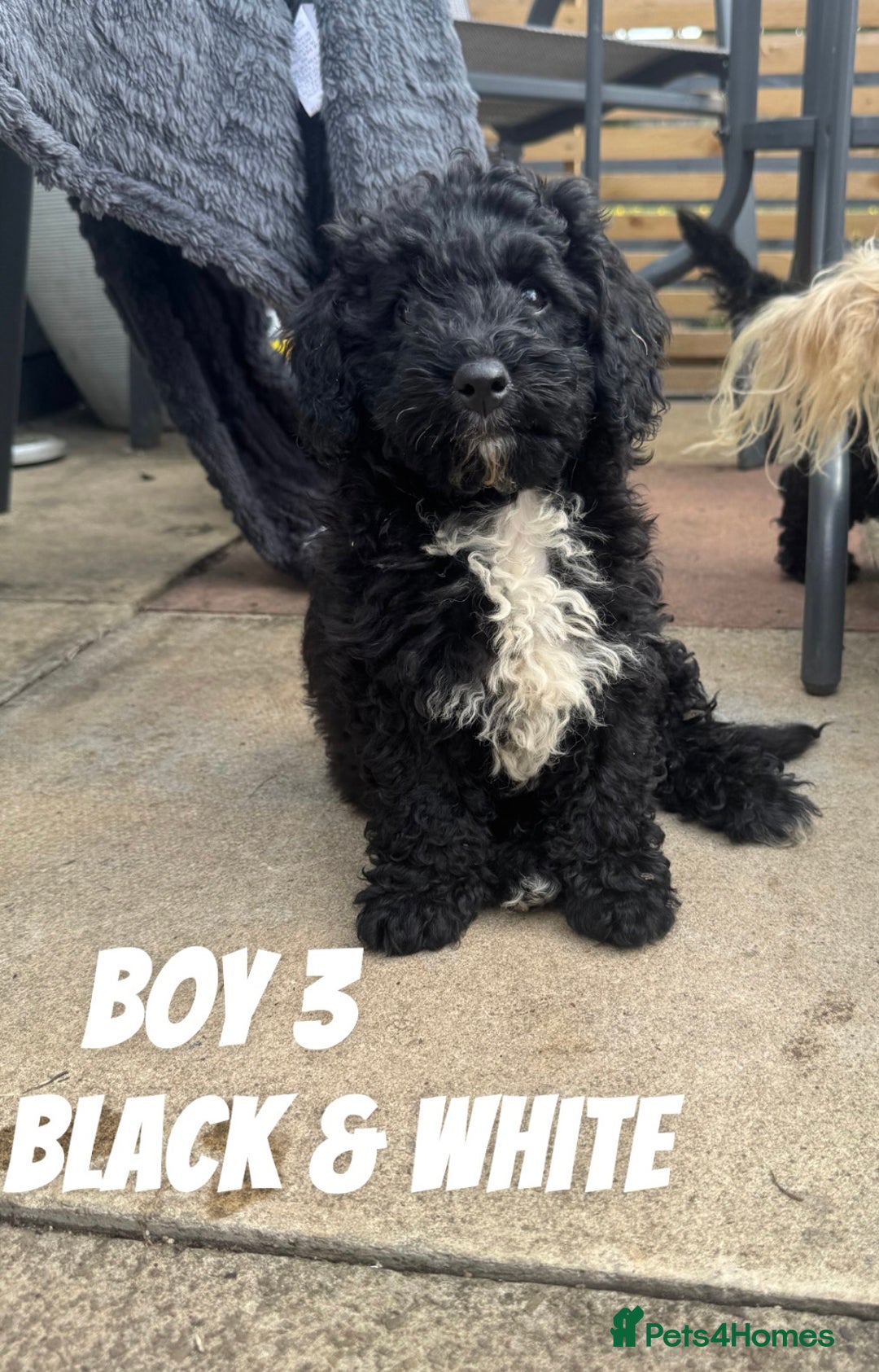 Toy Poodle dogs for sale: ONLY 2 left! Black Toy Poodle Boys 💙 Ready to go! - Image 1