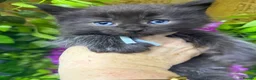 Maine Coon cats for sale: Mainecoons  - Advert 8