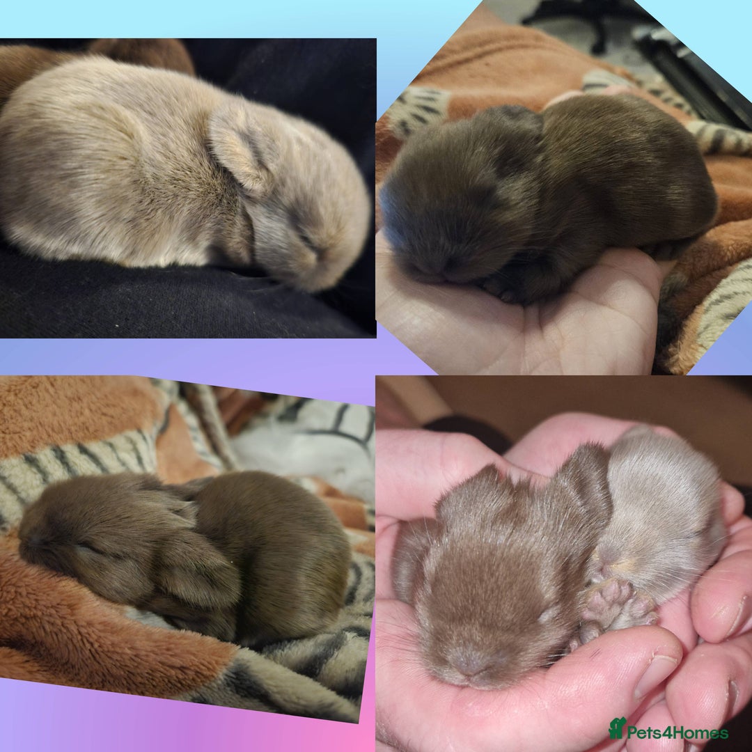Mini Lion Lop rabbits for sale: Fluffy lion-lop bunnies BOYS READY NOW - Image 3