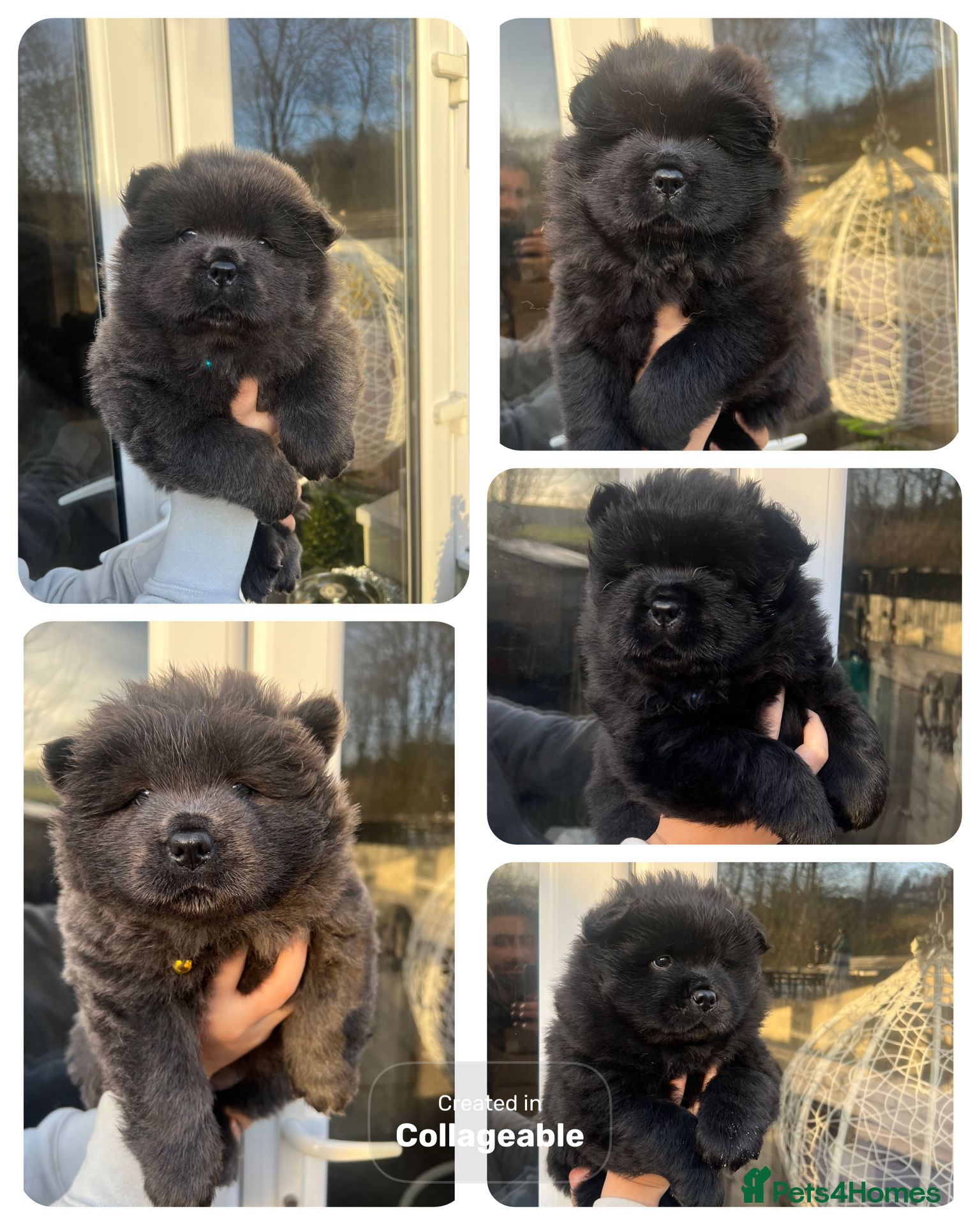 Chow Chow dogs Beautiful Black and Blue Chow Chow 🖤💙 - Advert 8