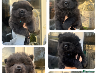 Chow Chow dogs Beautiful Black and Blue Chow Chow 🖤💙 - Advert 3