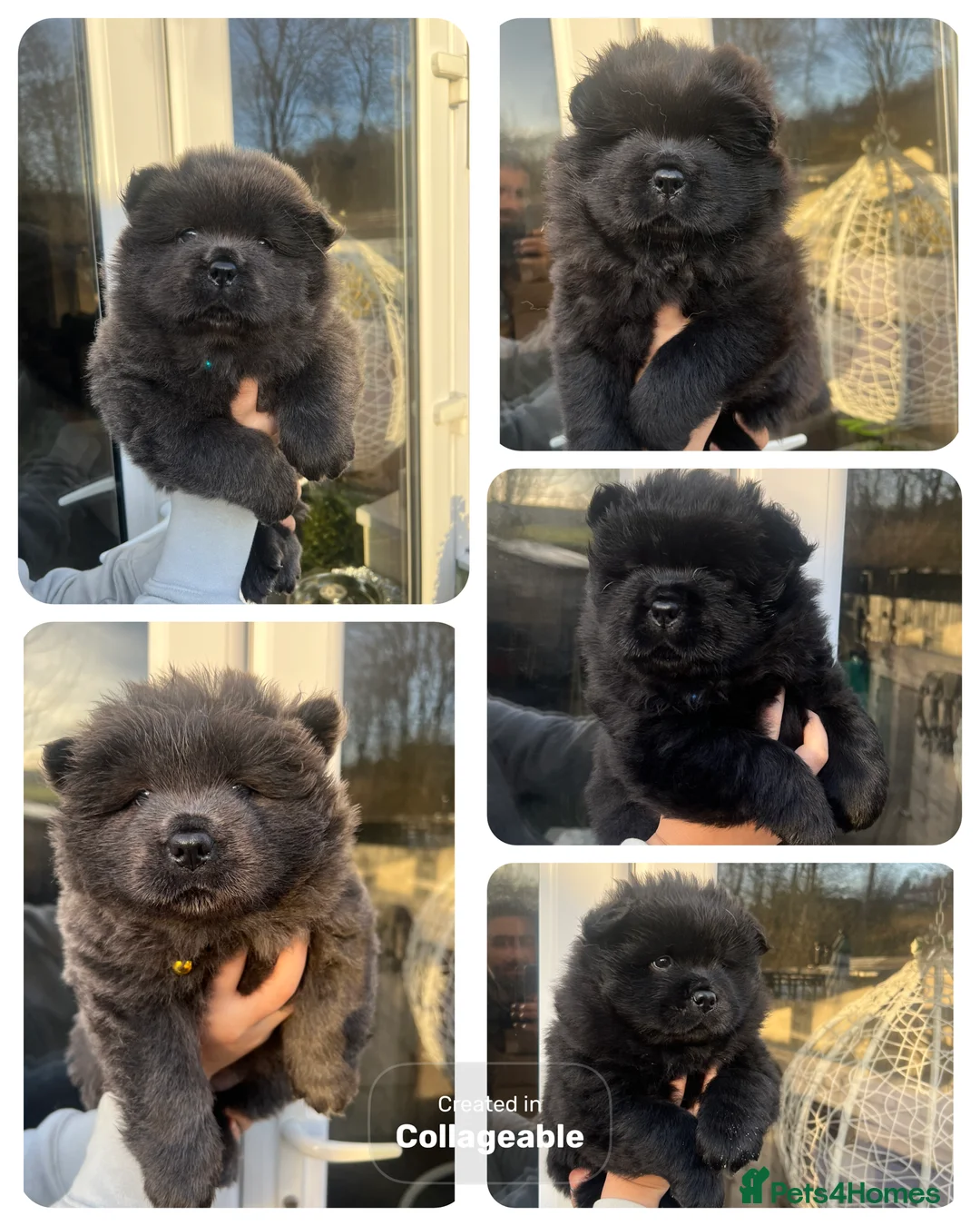 Chow Chow dogs for sale: Forever Home Needed! Amazing Black/ Blue Chows 🐾 - Advert 1