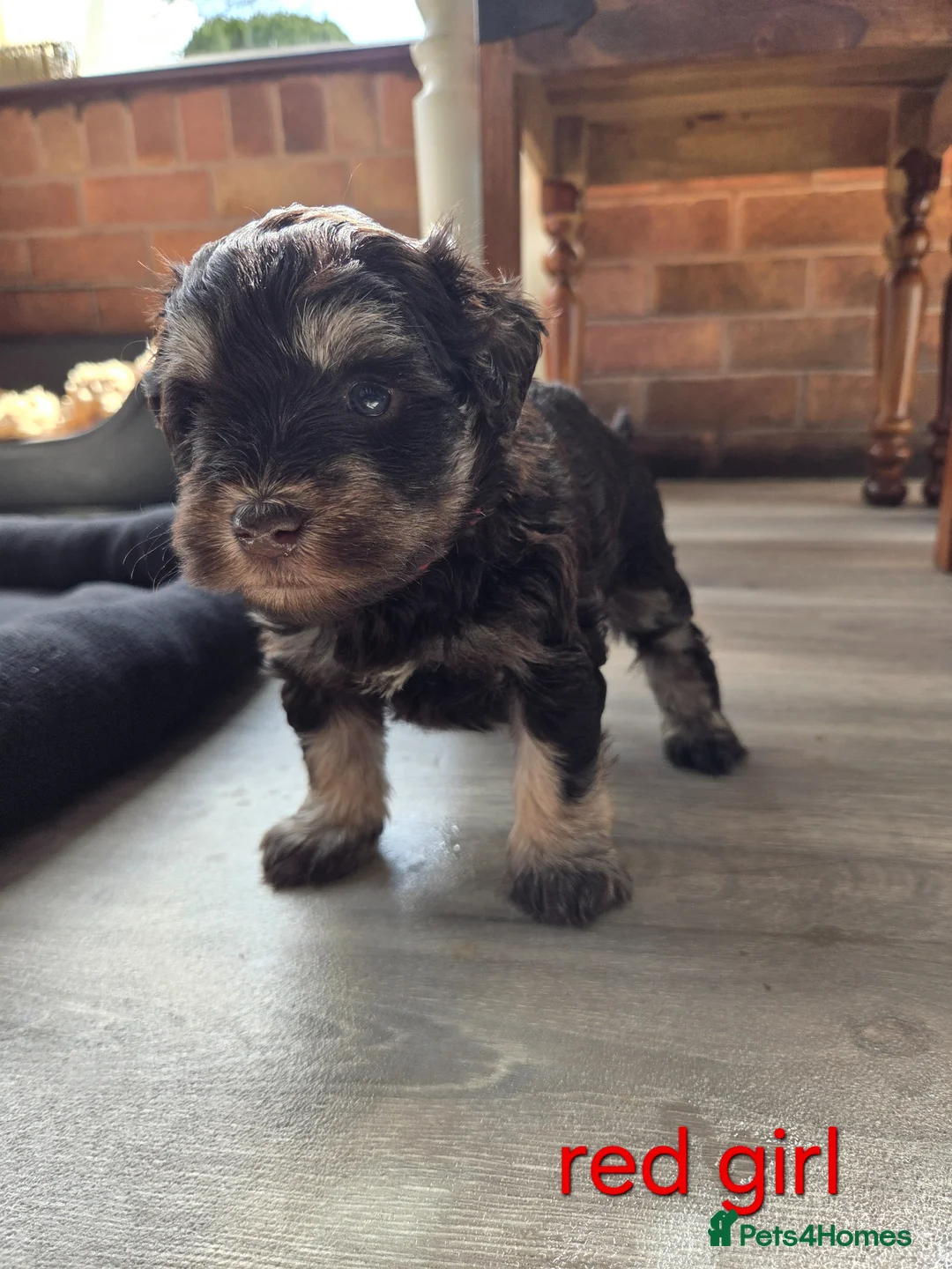 Miniature Schnauzer dogs for sale: 5 stunning choc and tan miniature schnauzers in Melton Mowbray - Advert 8