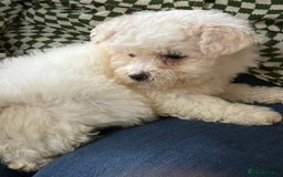 Bichon Frise dogs for sale: Bichon frise - Advert 7