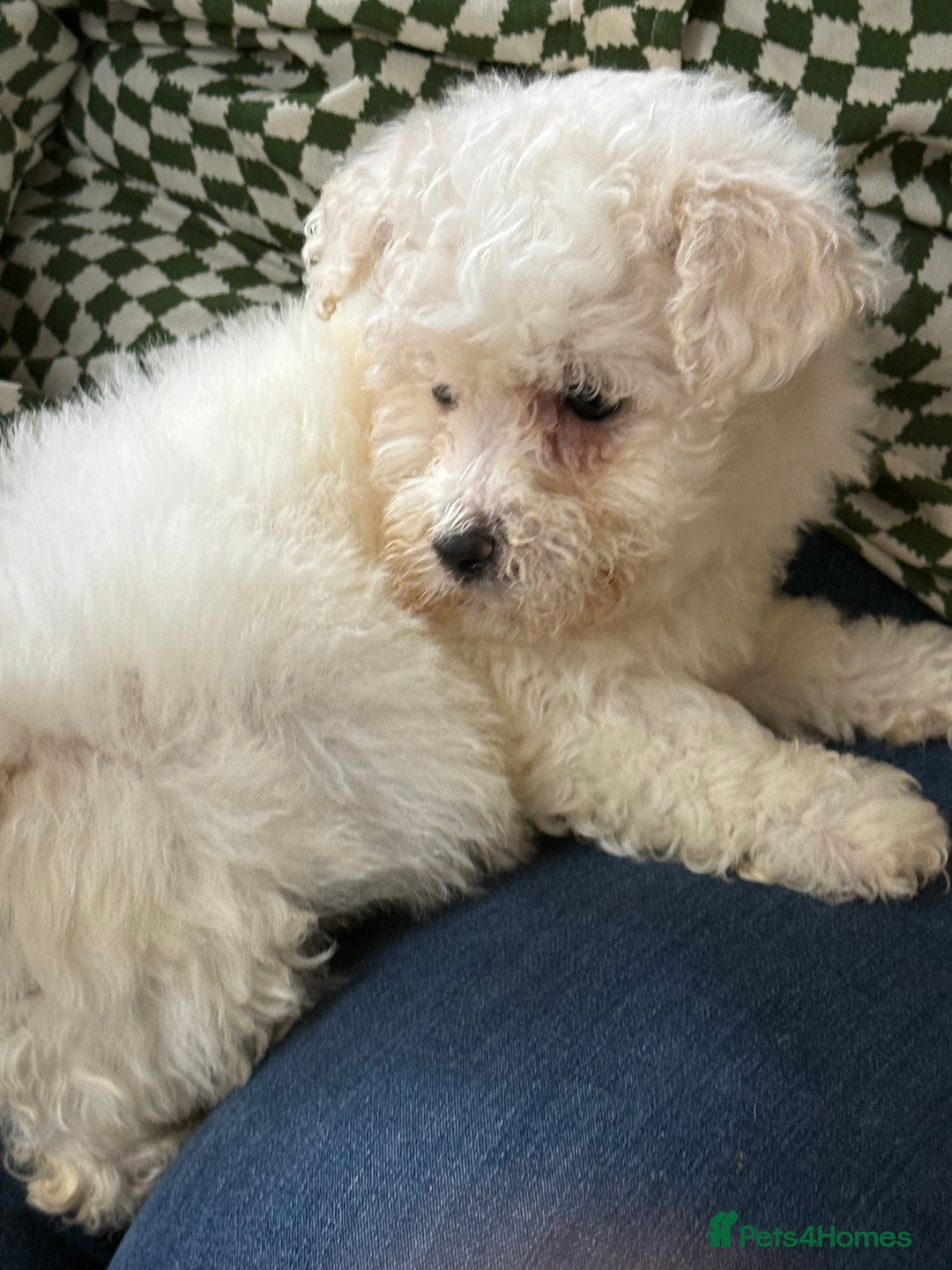 Bichon Frise dogs for sale: Bichon frise - Advert 7