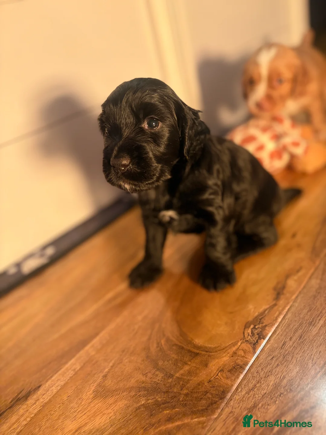 Cocker Spaniel dogs for sale: Cocker spaniel pups for sale  - Advert 2