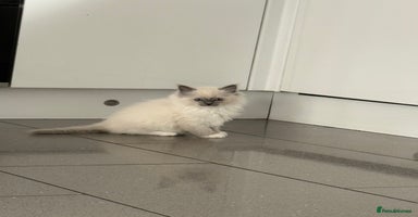 Ragdoll cats - Advert 12