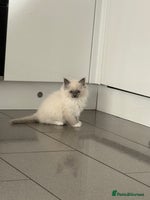 Ragdoll cats - Advert 12