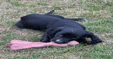 Cocker Spaniel dogs - Advert 7