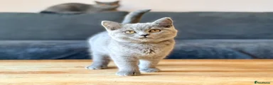 British Shorthair Kitten 4