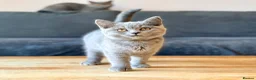 British Shorthair cats for sale: Fluffy British Shorthair Kittens in Coatbridge - Advert 7