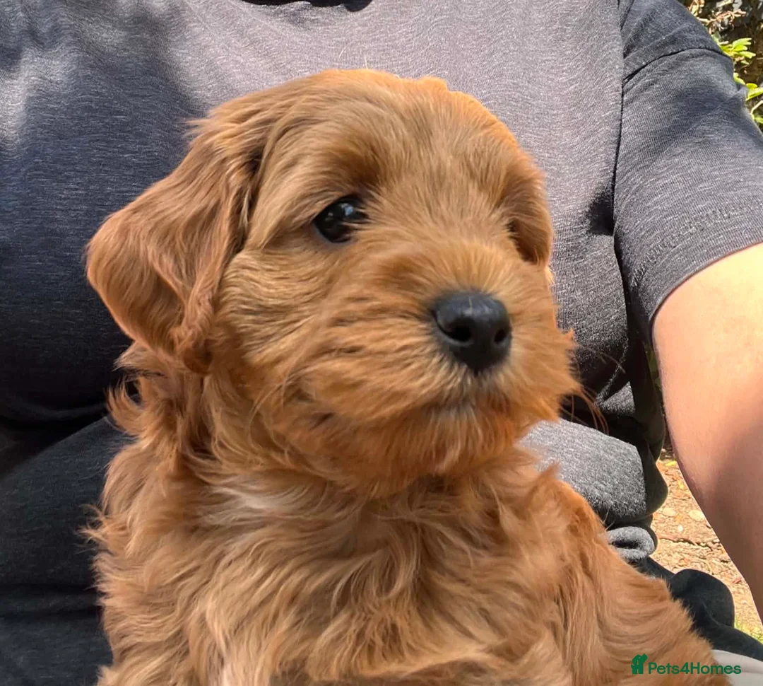 Maltipoo dogs for sale: 1 male red maltipoo  - Advert 2