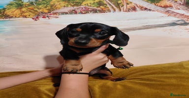 Miniature Dachshund dogs - Advert 15
