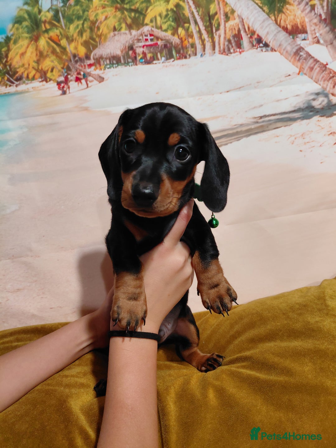 Miniature Dachshund dogs for sale: Miniature Dashund puppies  - Image 3